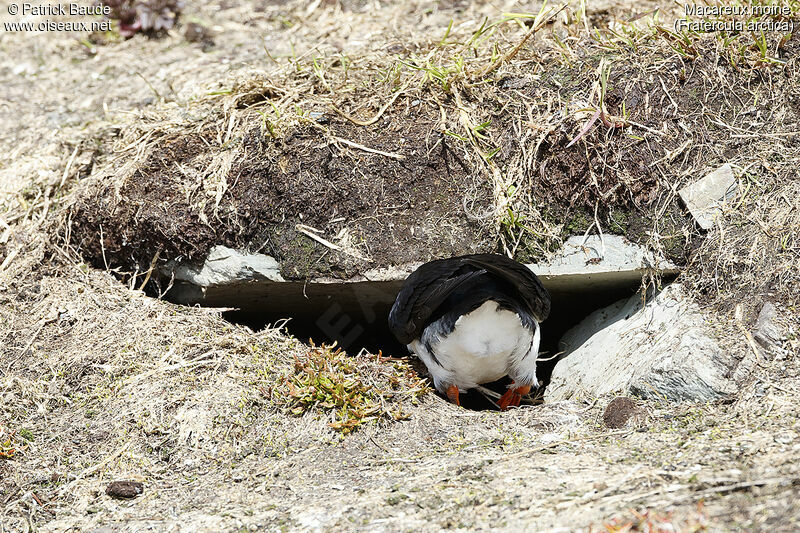 Atlantic Puffinadult, Reproduction-nesting