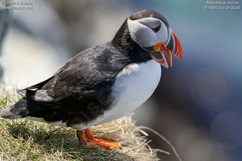 Atlantic Puffin