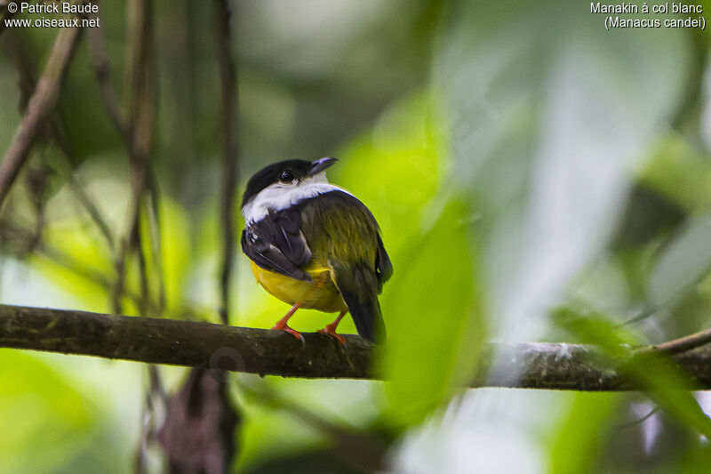 White-collared Manakin male adult