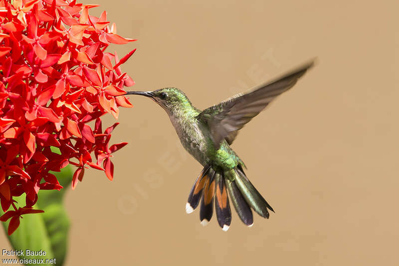 Hispaniolan Mango female adult, Flight