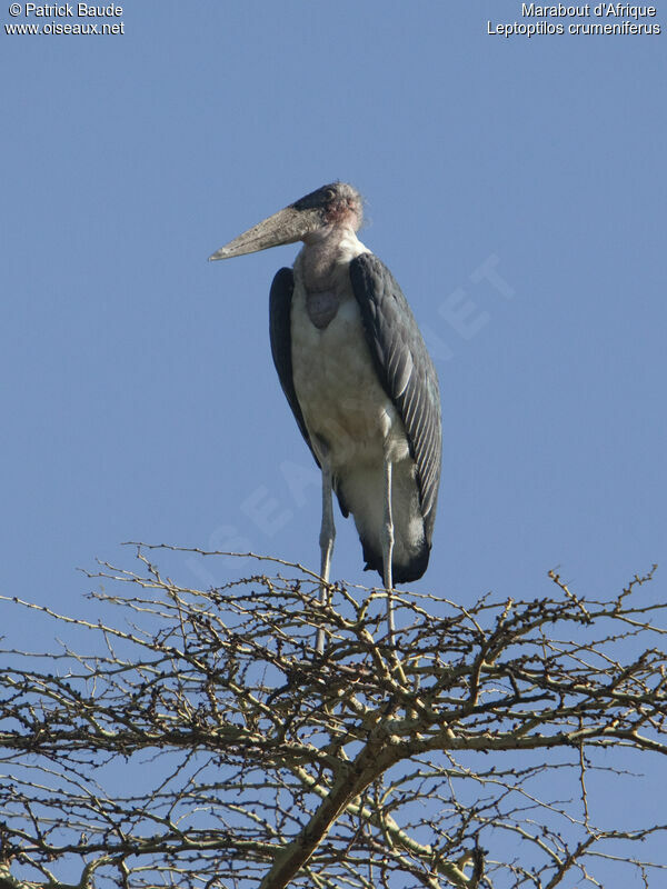 Marabou Storkadult, identification