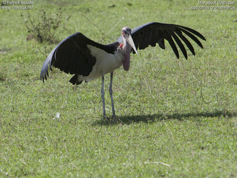 Marabout d'Afriqueadulte, identification