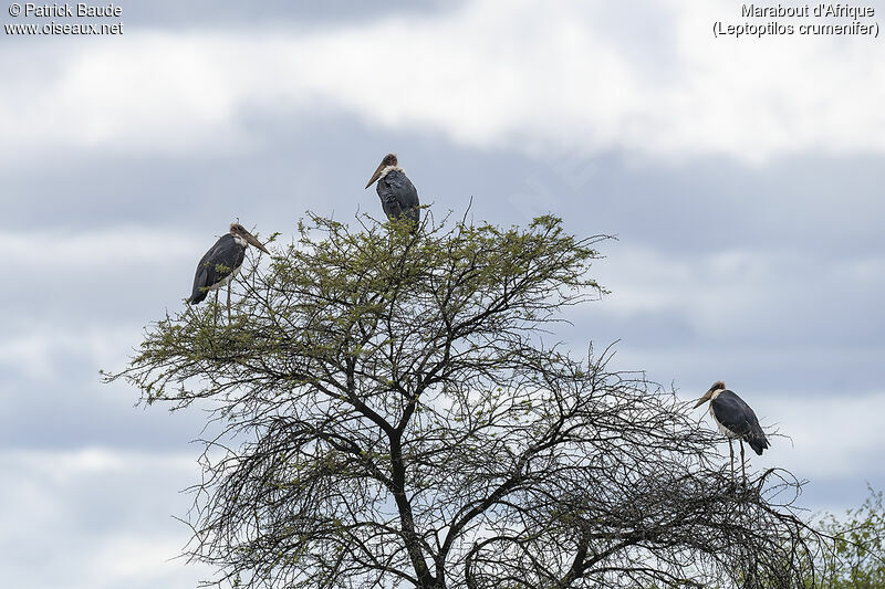 Marabou Stork