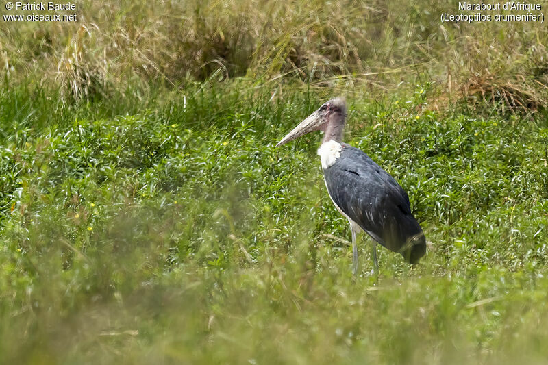 Marabou Stork