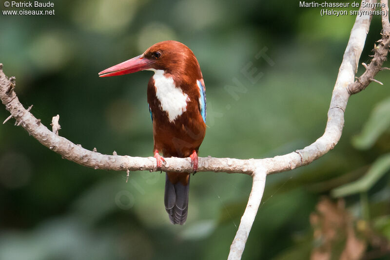 White-throated Kingfisheradult, identification