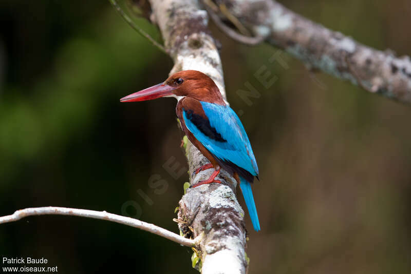 White-throated Kingfisheradult, identification