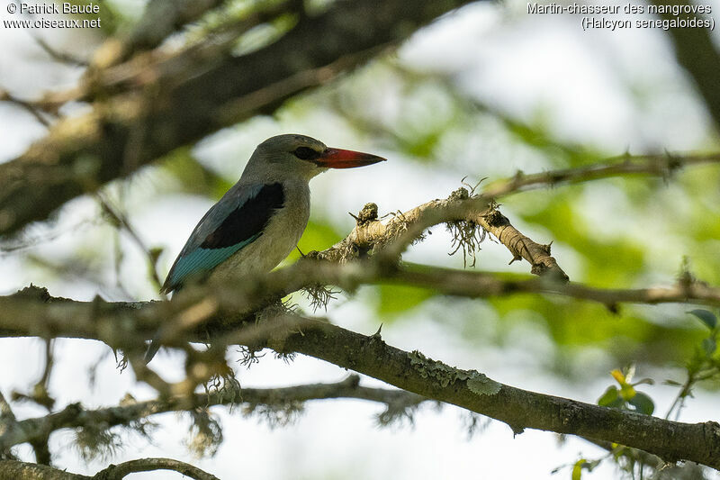 Mangrove Kingfisheradult