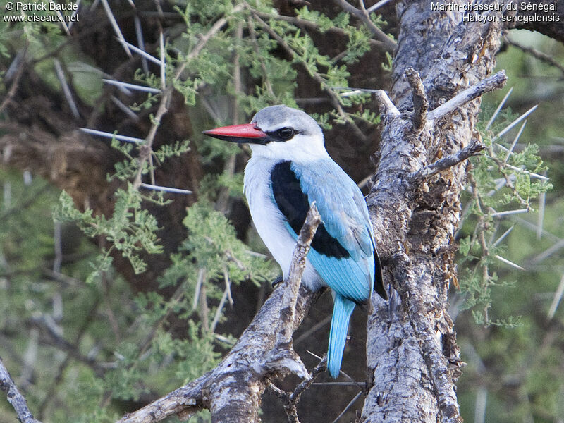 Martin-chasseur du Sénégaladulte, identification