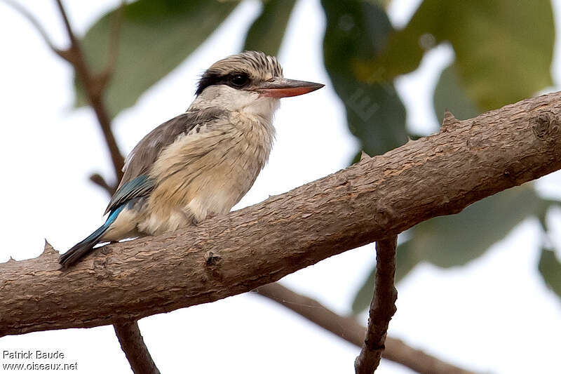 Martin-chasseur striéadulte, identification