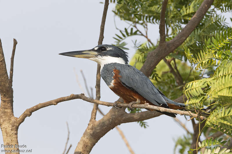 Martin-pêcheur à ventre roux femelle adulte, identification