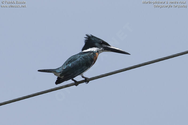 Martin-pêcheur à ventre roux mâle adulte, identification