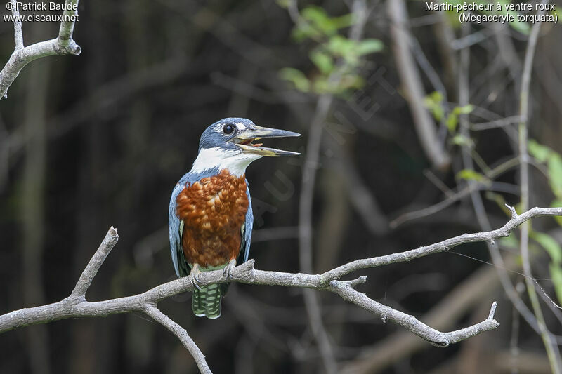 Ringed Kingfisher male adult