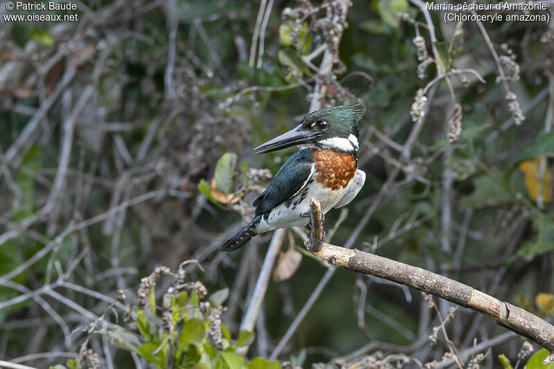 Martin-pêcheur d'Amazonie mâle adulte