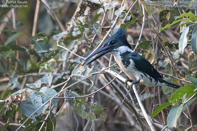 Amazon Kingfisher female adult