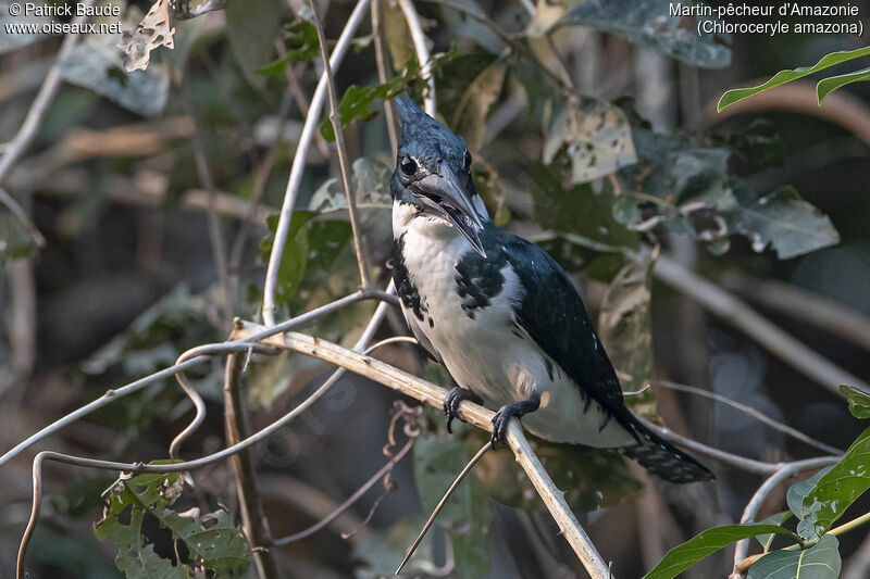 Amazon Kingfisher female adult