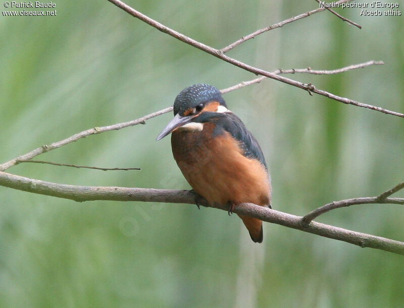 Common Kingfisher