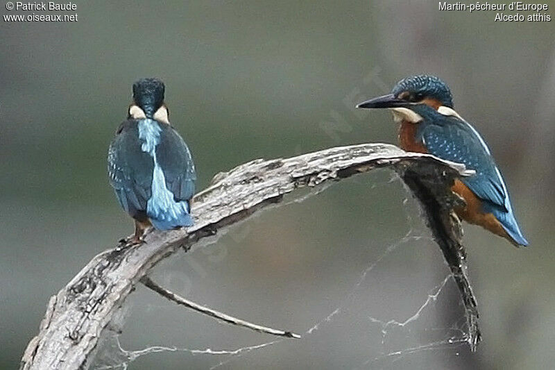 Common Kingfisher, identification