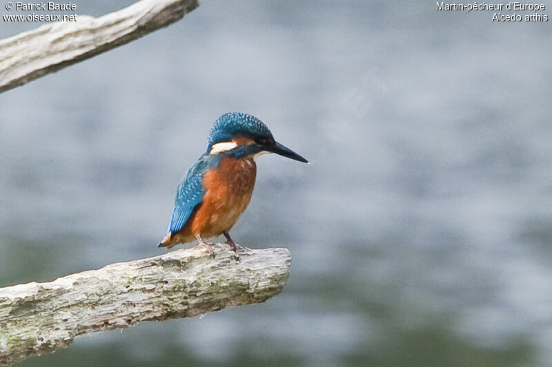 Common Kingfisher male, identification