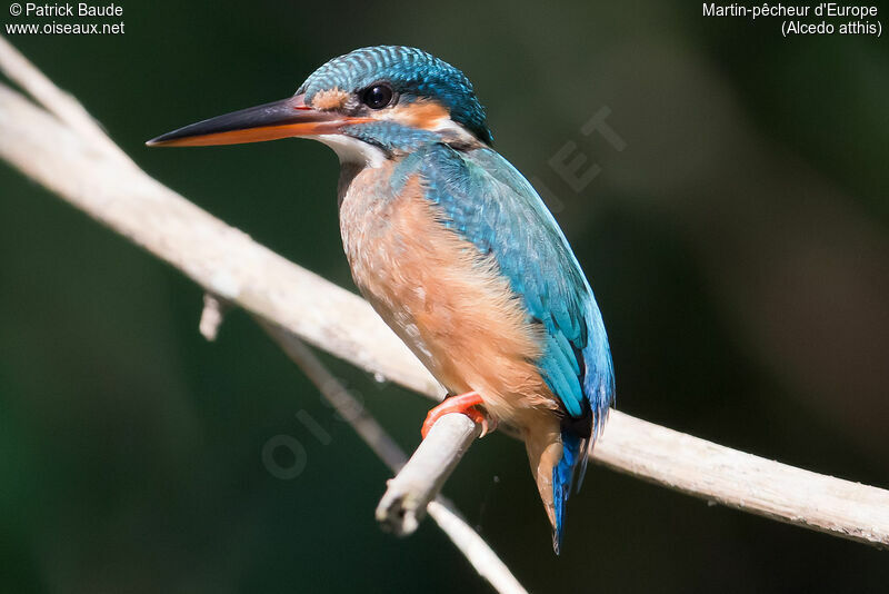 Common Kingfisher female adult, identification