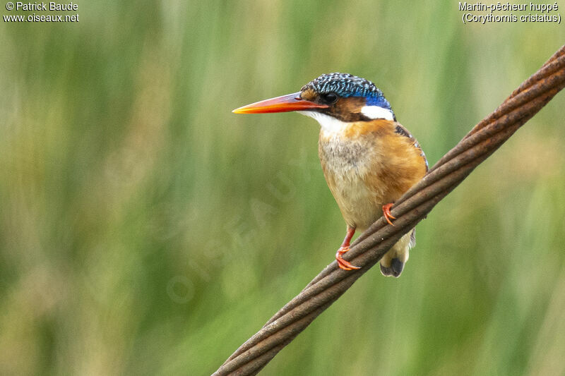 Malachite Kingfisher