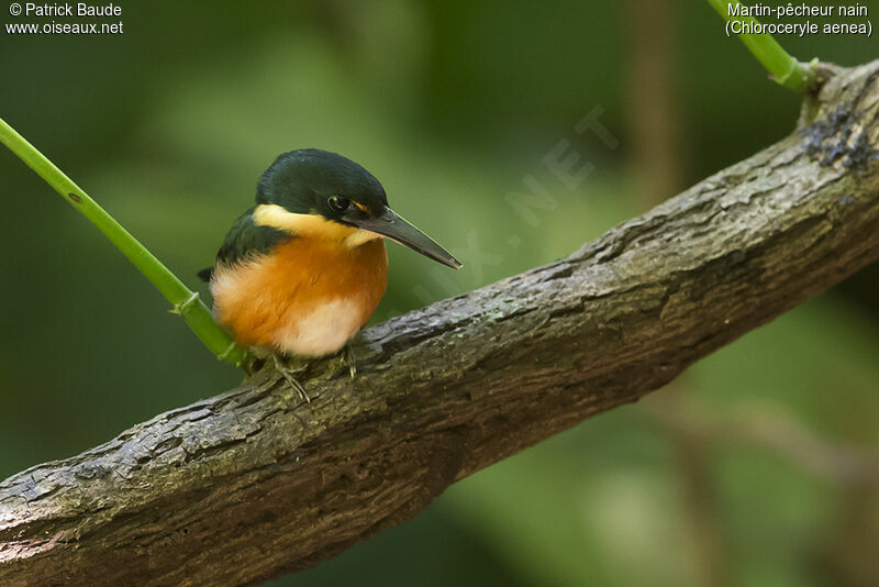 Martin-pêcheur nainadulte, identification