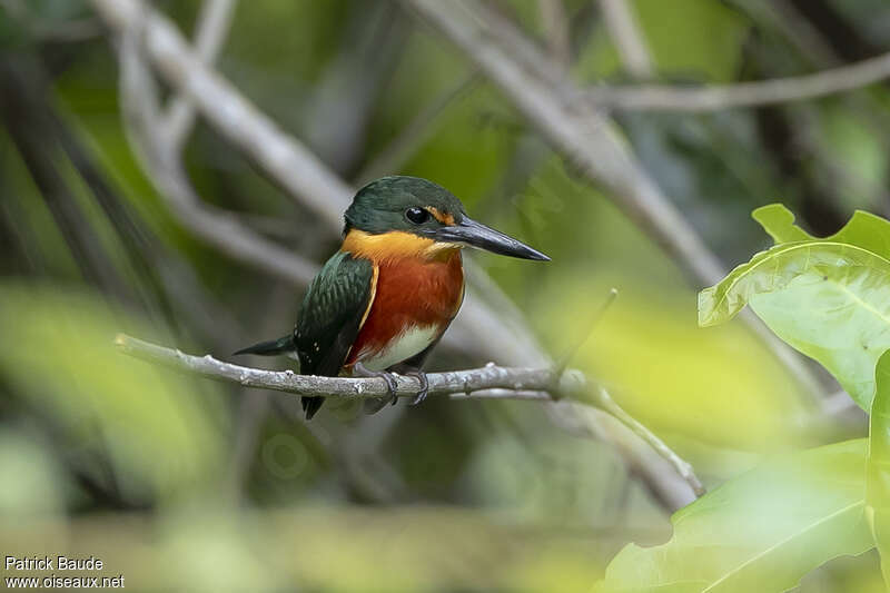 Martin-pêcheur nain mâle adulte, identification