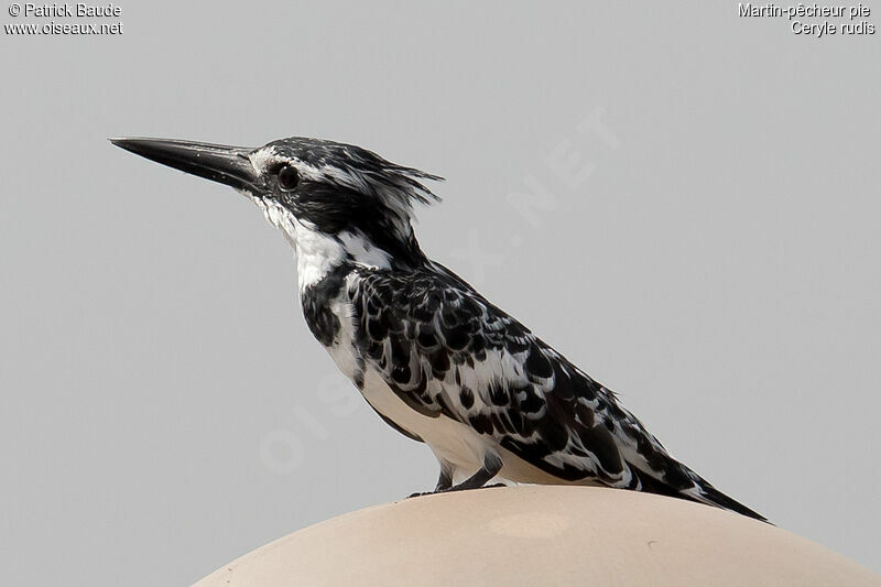 Pied Kingfisher male adult, identification