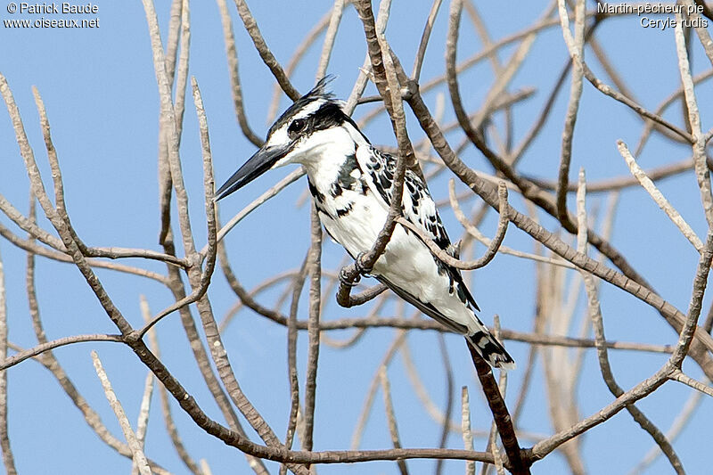 Martin-pêcheur pie mâle adulte, identification