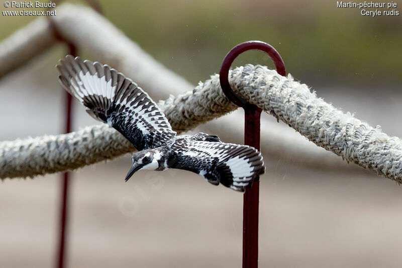 Pied Kingfisher male adult, Flight