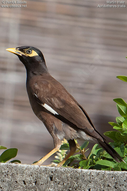 Common Mynaadult, identification