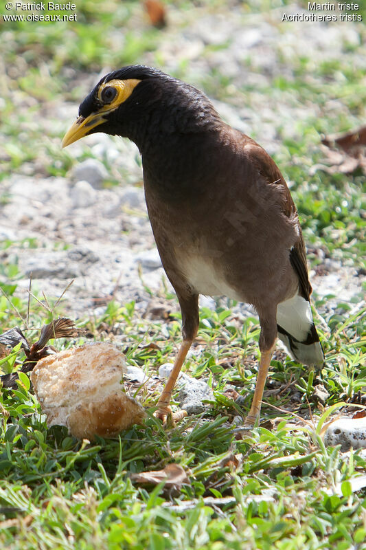 Common Mynaadult, identification