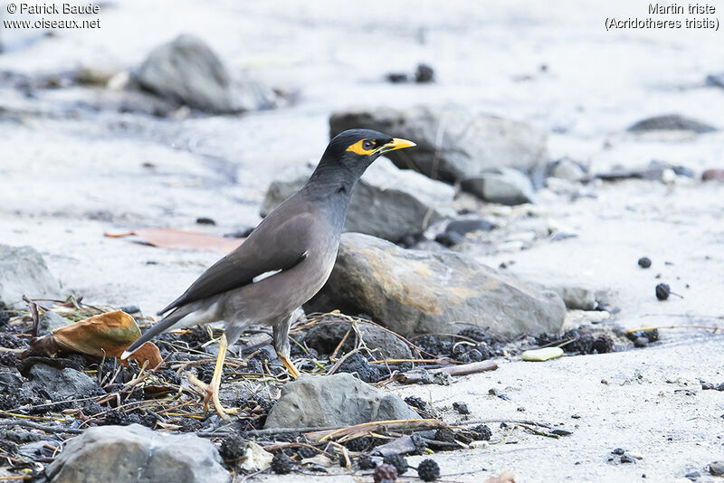 Common Mynaadult, identification