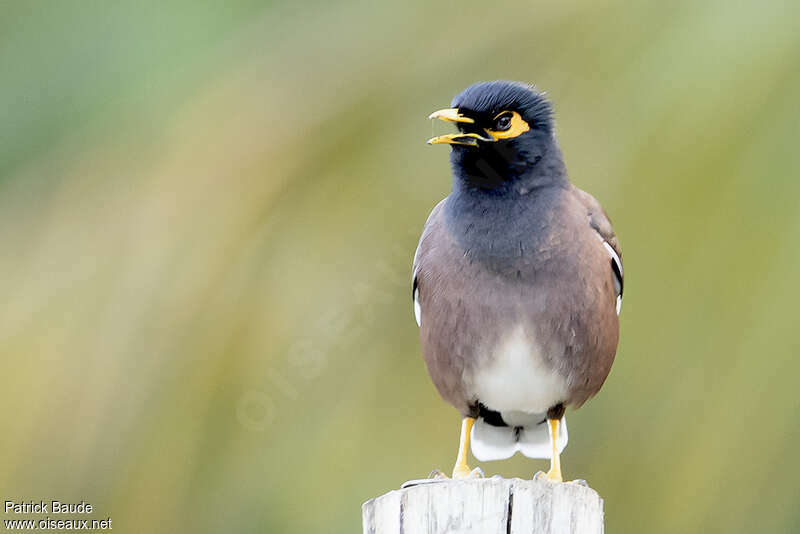 Common Mynaadult, close-up portrait