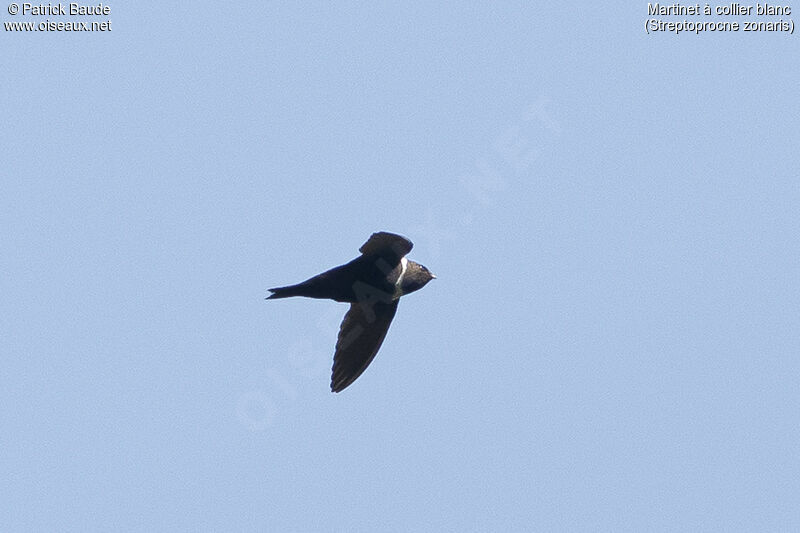 White-collared Swift