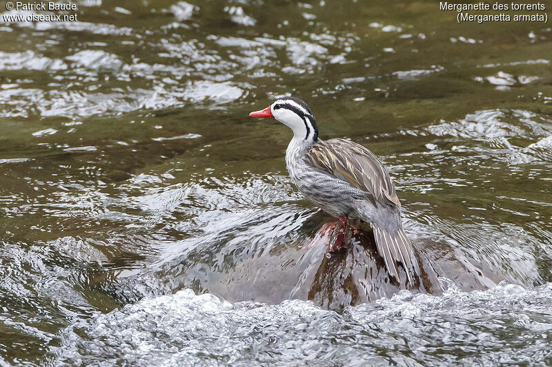 Torrent Duck male adult