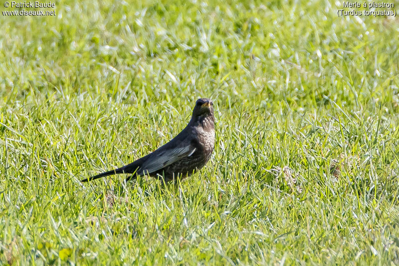 Ring Ouzel female adult