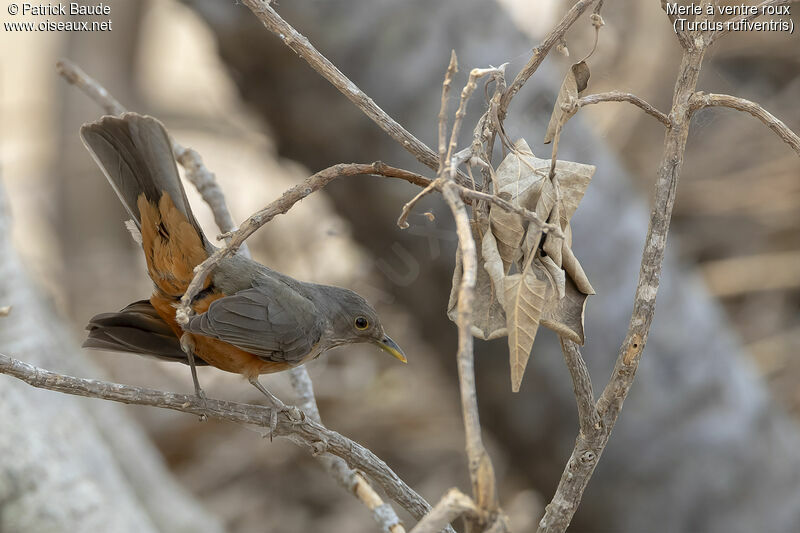 Rufous-bellied Thrushadult