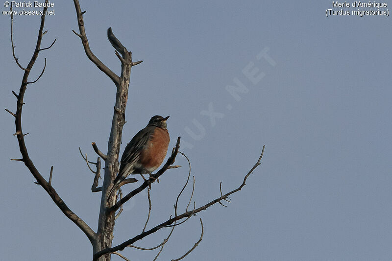 American Robin male adult