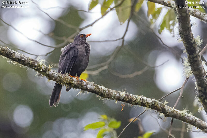 Glossy-black Thrush