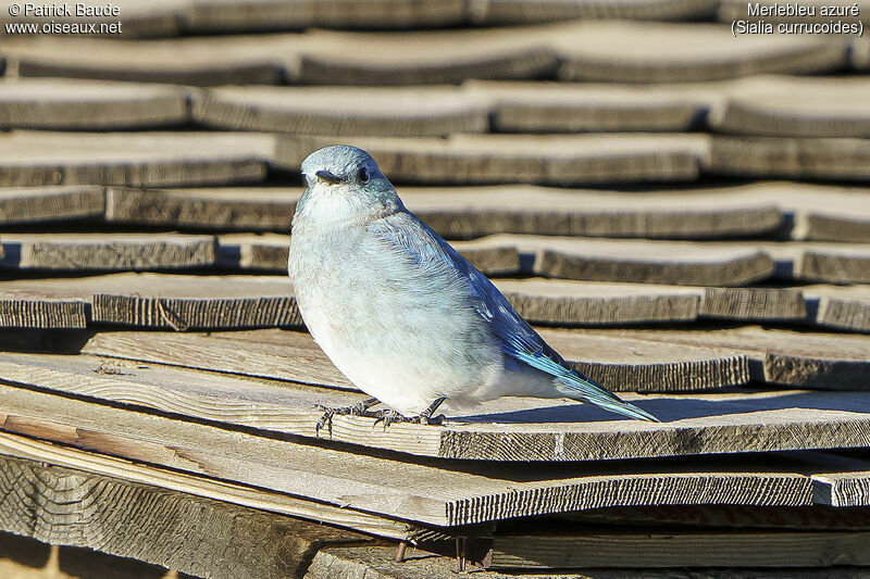 Mountain Bluebird male adult