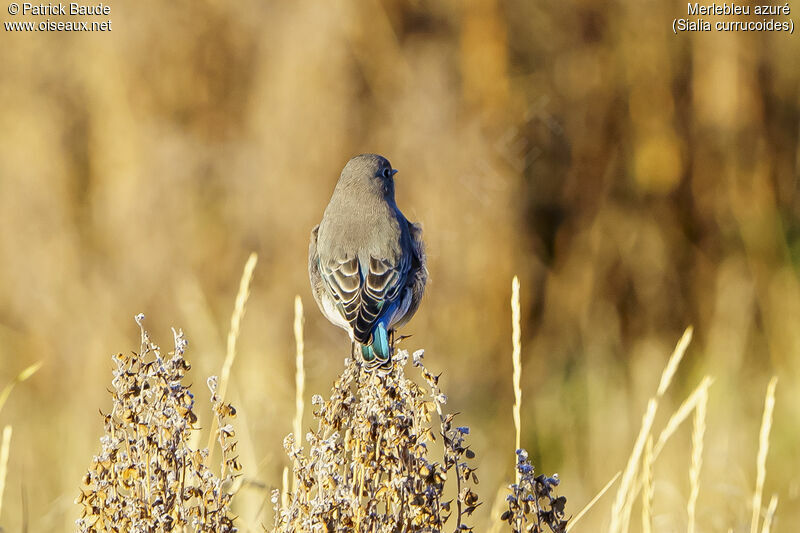 Mountain Bluebird female adult