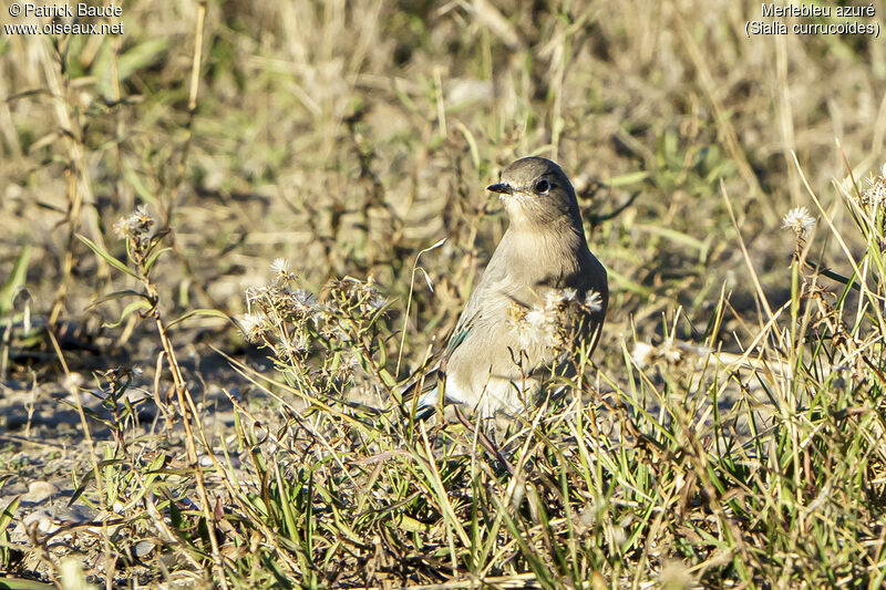 Mountain Bluebird female adult