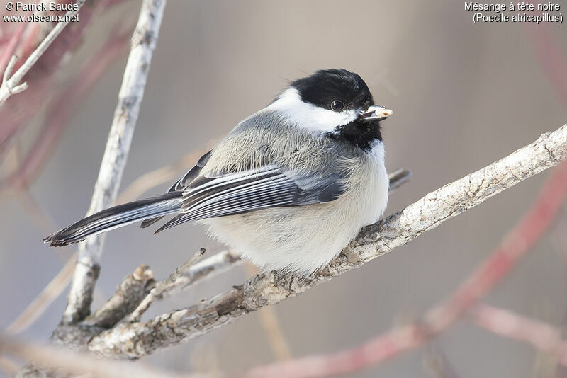 Black-capped Chickadeeadult, identification