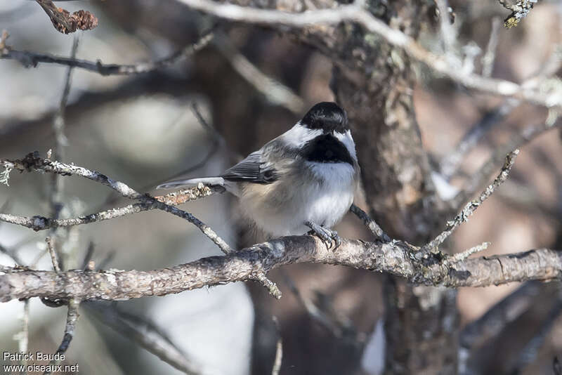 Mésange à tête noireadulte, habitat, camouflage