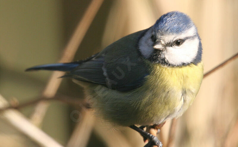 Eurasian Blue Tit