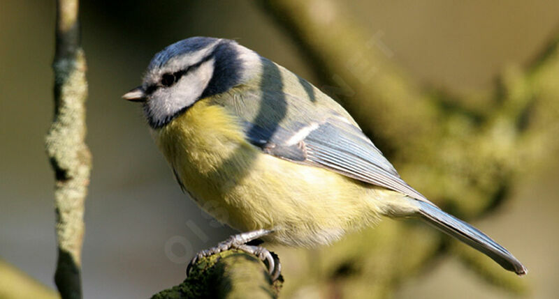 Mésange bleue