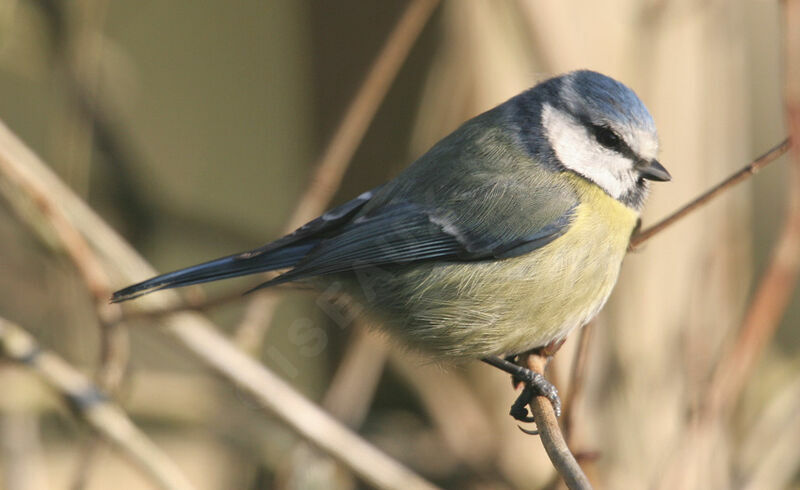 Mésange bleue