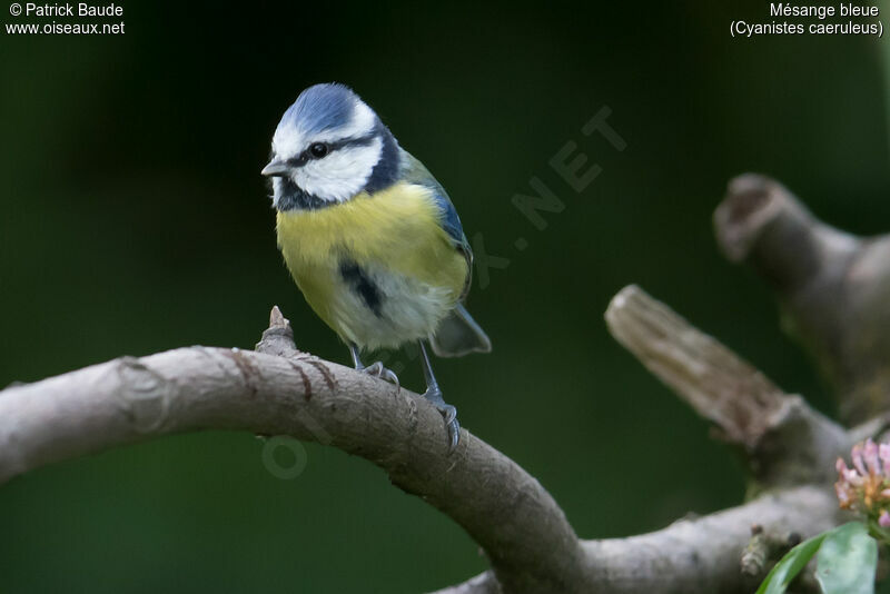 Eurasian Blue Titadult, identification