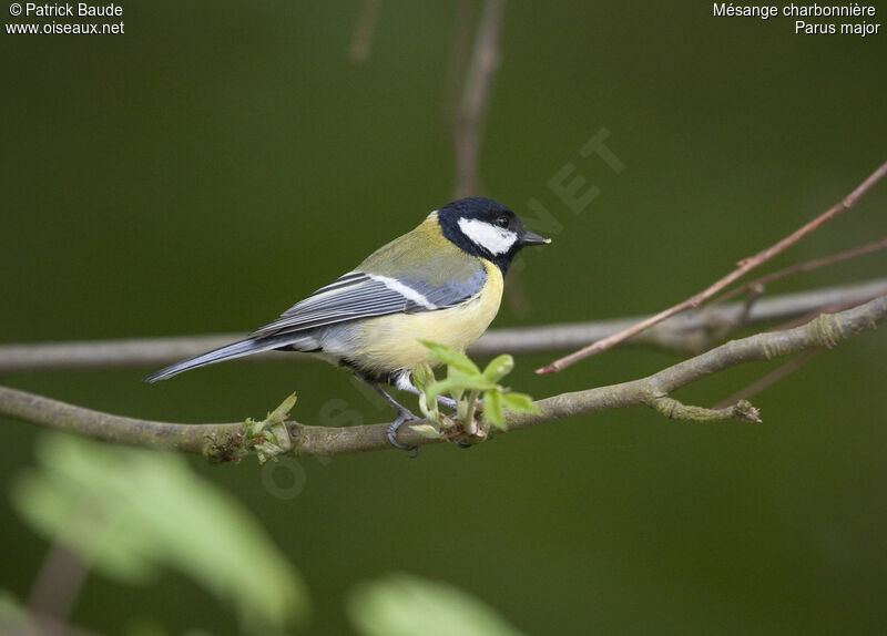 Mésange charbonnière mâle, identification