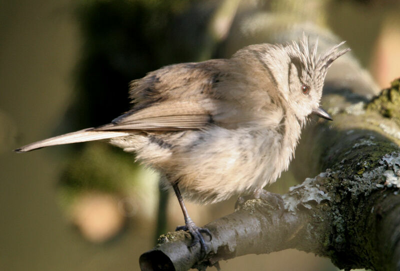 Mésange huppée